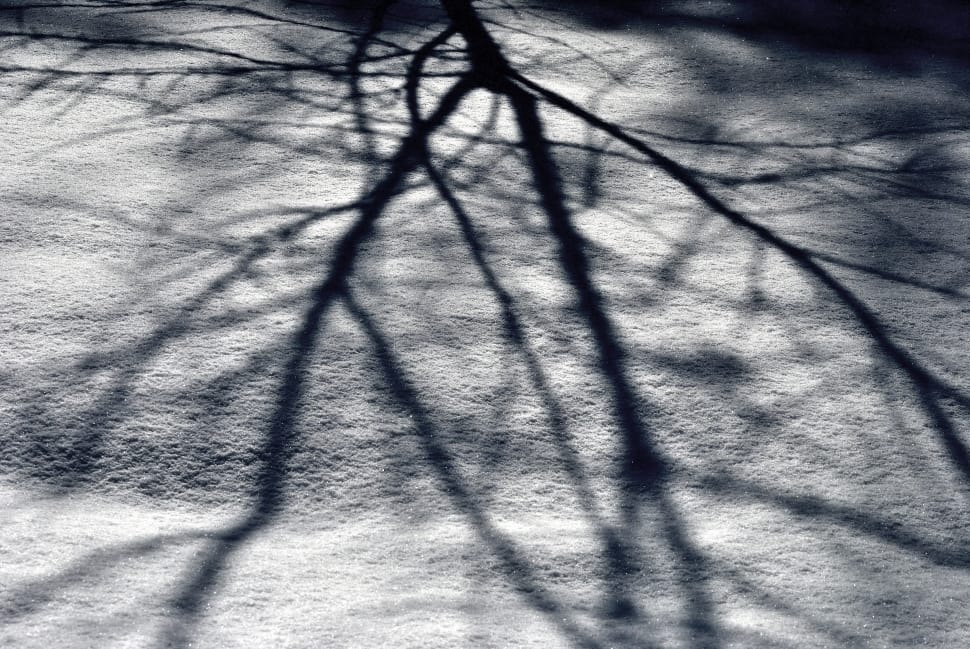 Light, Branches, Tree, Shadow, Snow, shadow, no people preview