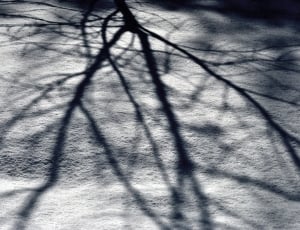 Light, Branches, Tree, Shadow, Snow, shadow, no people thumbnail