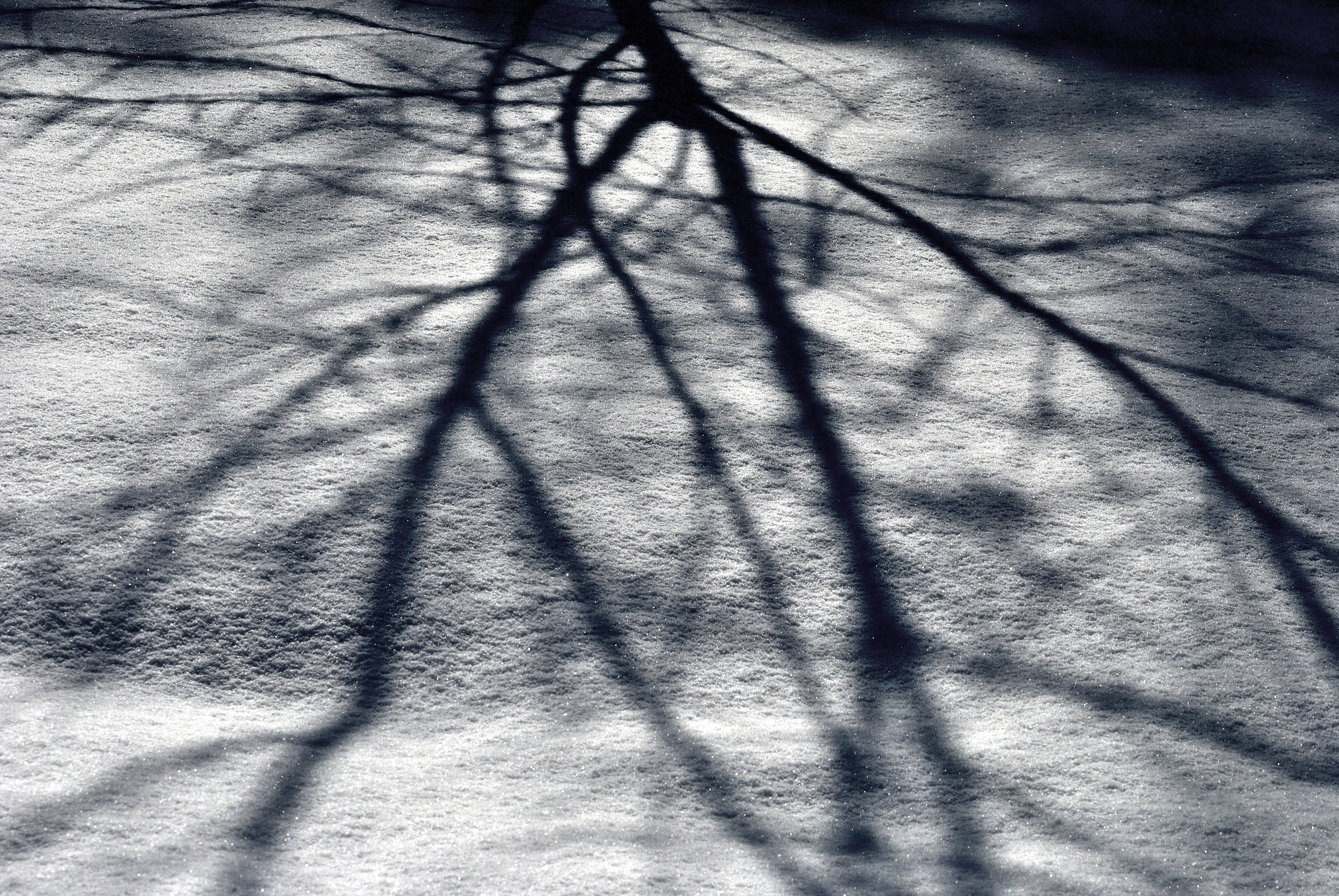 Light, Branches, Tree, Shadow, Snow, shadow, no people