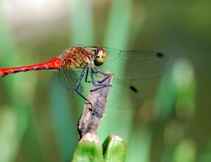 red and black keeled skimmer butterfly thumbnail