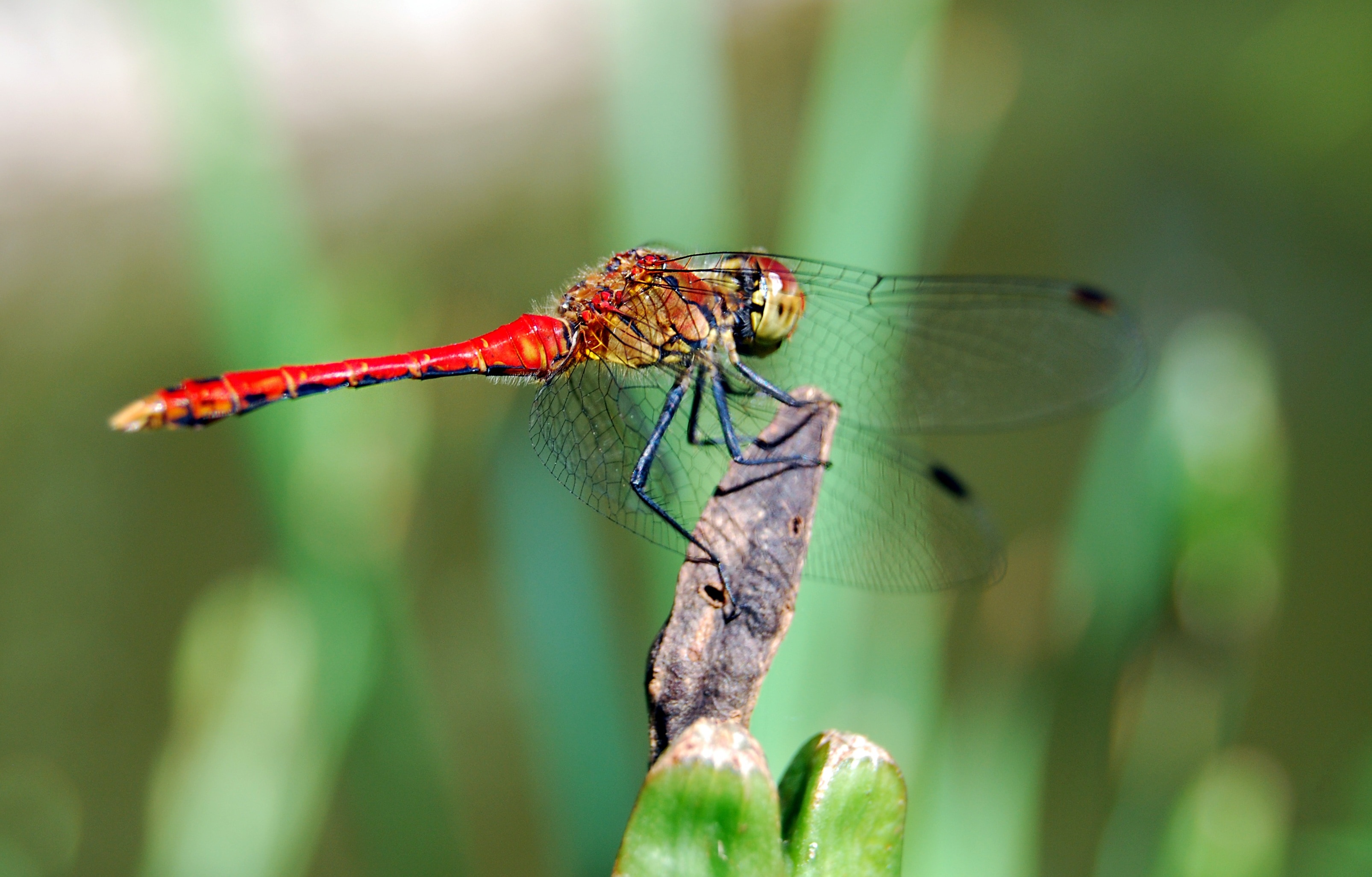 red and black keeled skimmer butterfly
