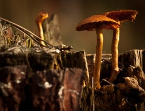 brown mushroom on brown wood thumbnail