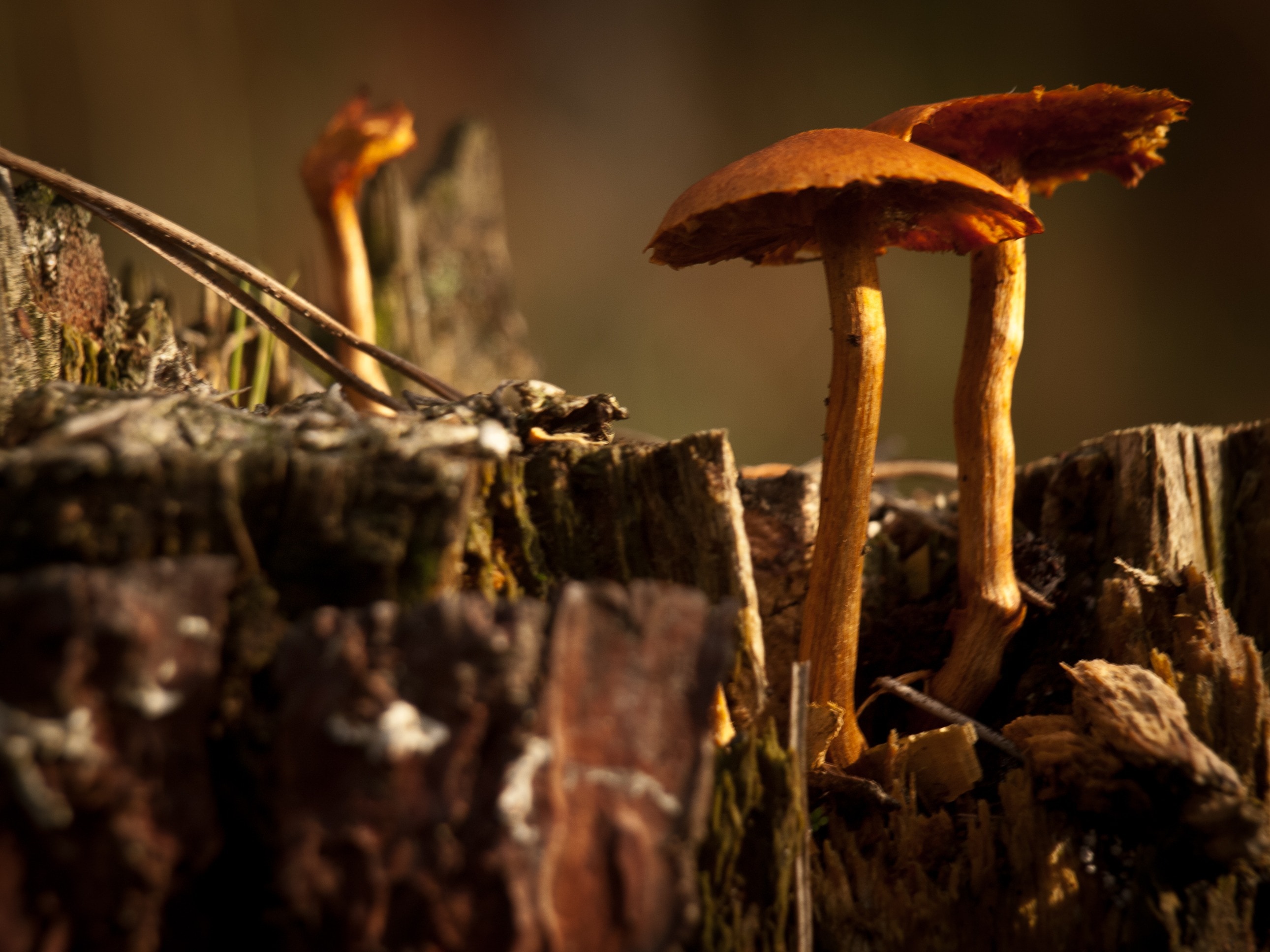 brown mushroom on brown wood