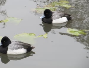 2 black and white duck thumbnail