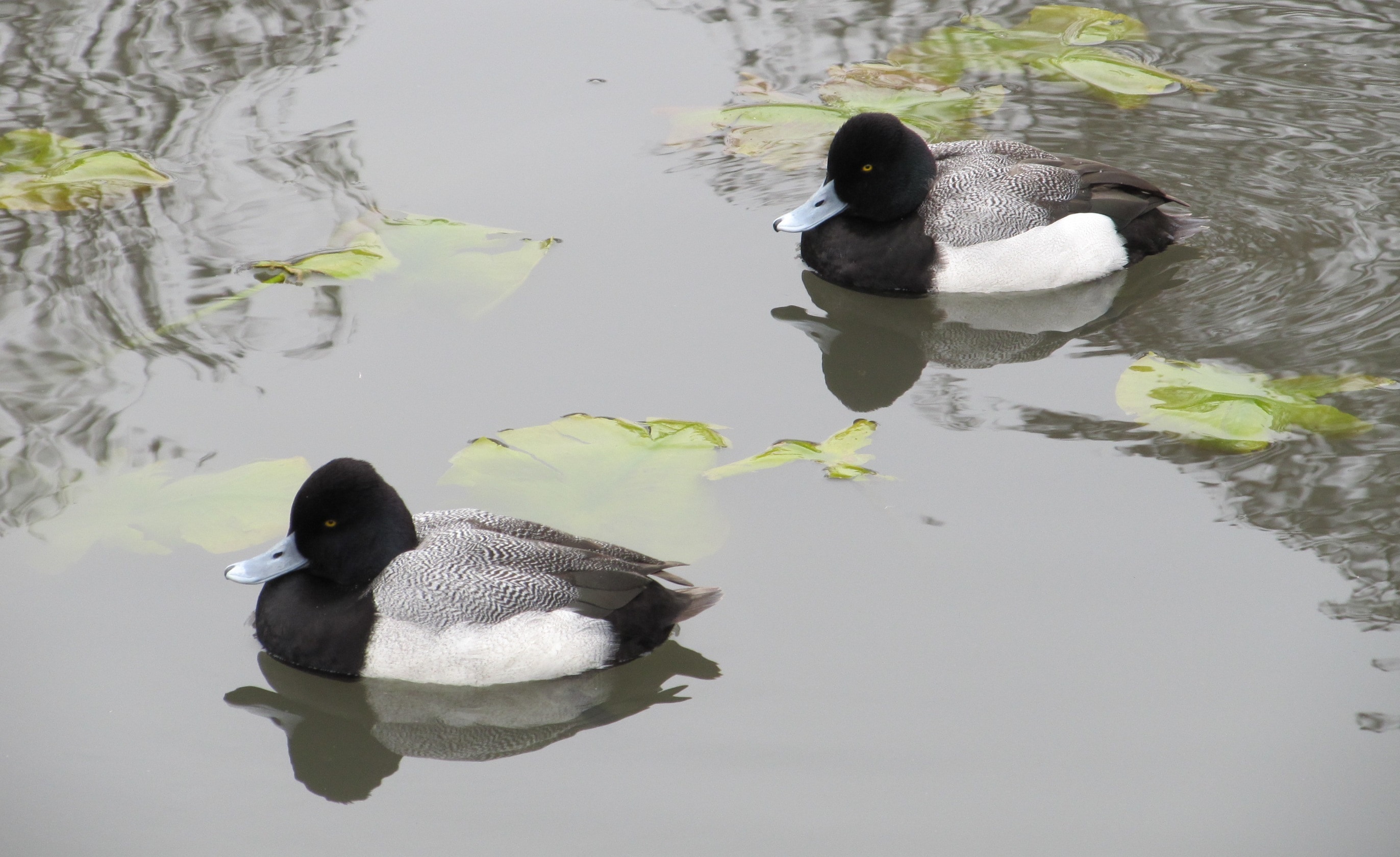 2 black and white duck