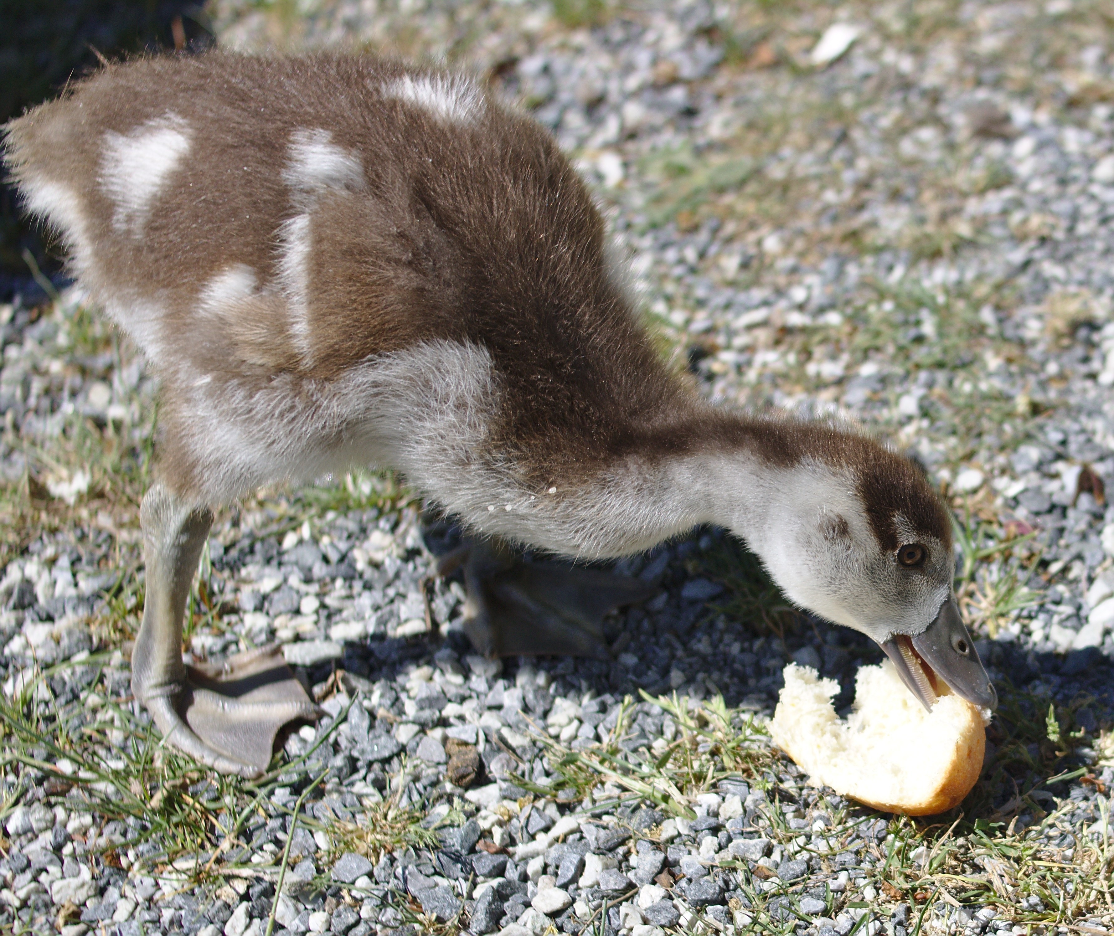 brown and gray duckling