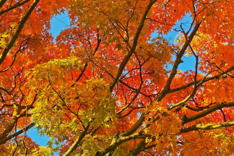 Golden Autumn, Leaves, Gold, Autumn, autumn, leaf preview