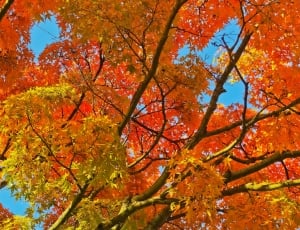 Golden Autumn, Leaves, Gold, Autumn, autumn, leaf thumbnail