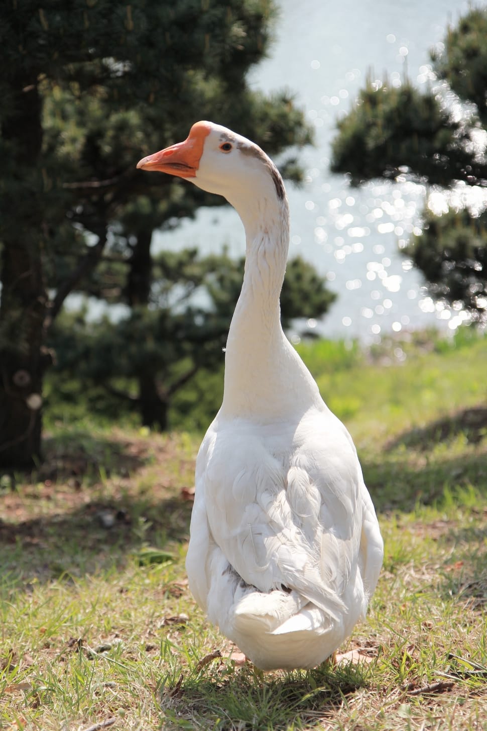 white duck preview