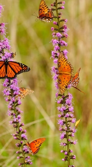 monarch butterfly and fritillary butterflies on purple cluster flowers thumbnail