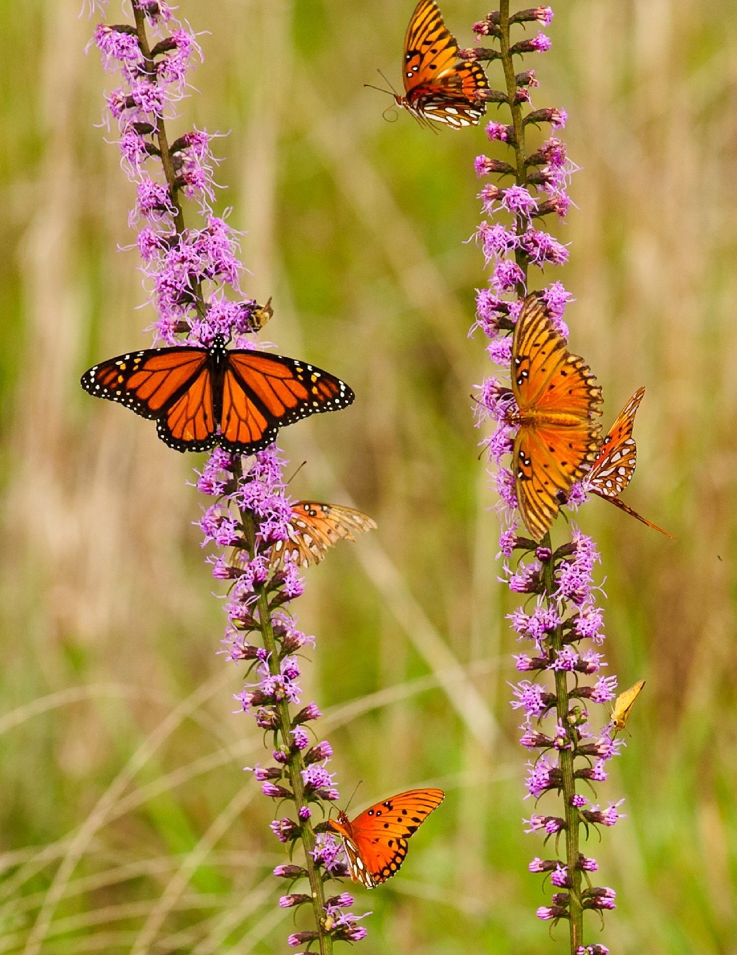 monarch butterfly and fritillary butterflies on purple cluster flowers