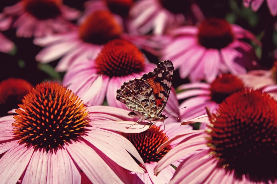 grey butterfly on petaled flower preview