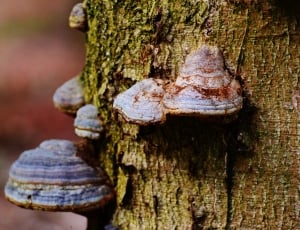 fungi in closed up photography thumbnail