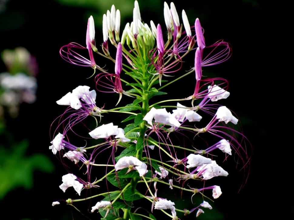 Spider Flower, Cleome Hassleriana, flower, purple preview