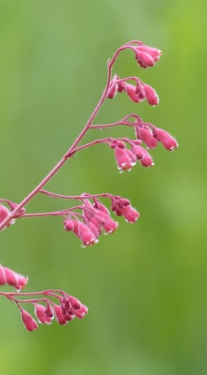 shallow focus of pink flowers thumbnail