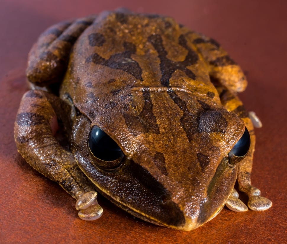 black and brown frog preview