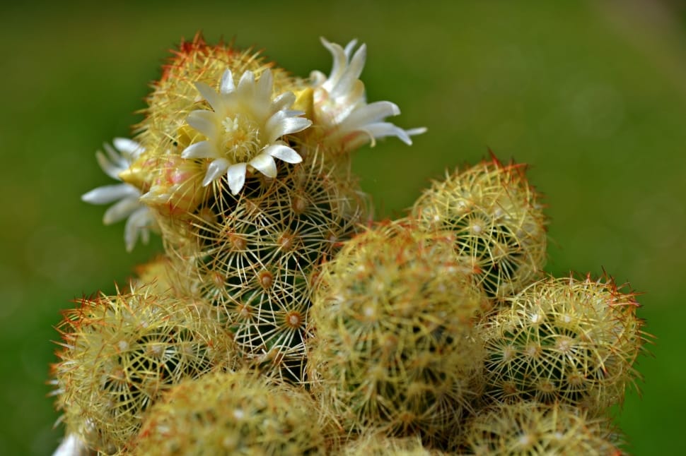 Cactus Flowers, Cactus, White Flowers, thorn, flower free image | Peakpx