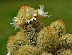 Cactus Flowers, Cactus, White Flowers, thorn, flower thumbnail