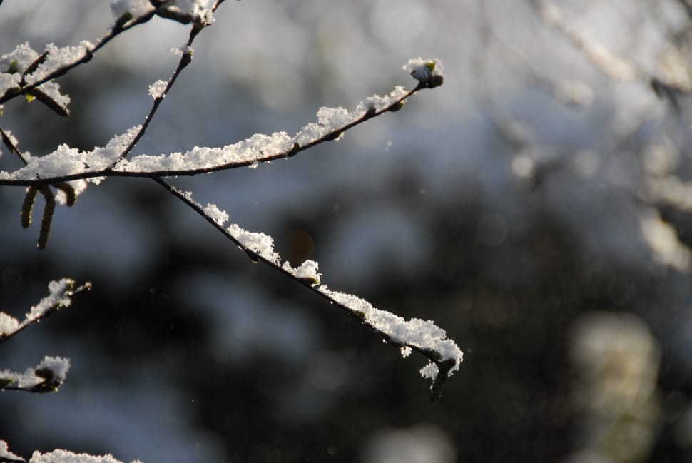 snow covered tree branches preview