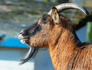 Horns, Goatee, Billy Goat, Goat, one animal, focus on foreground thumbnail