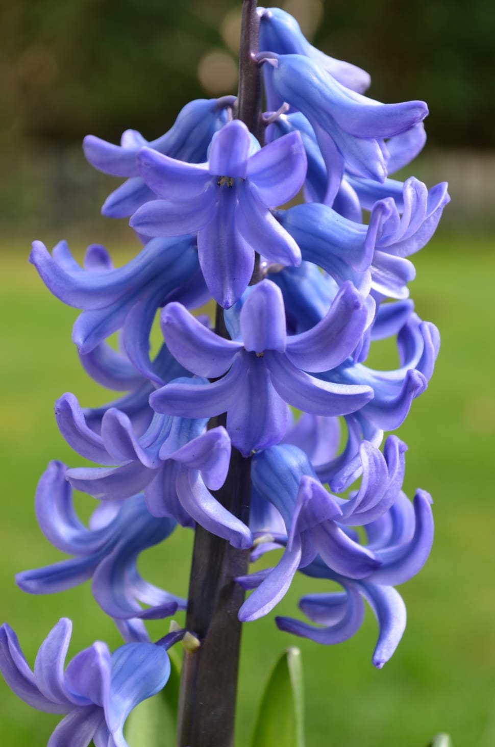 purple hyacinths preview