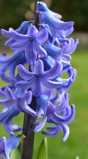purple hyacinths thumbnail