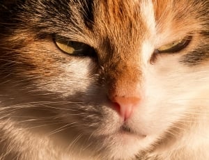 closeup view photo of orange tabby cat thumbnail