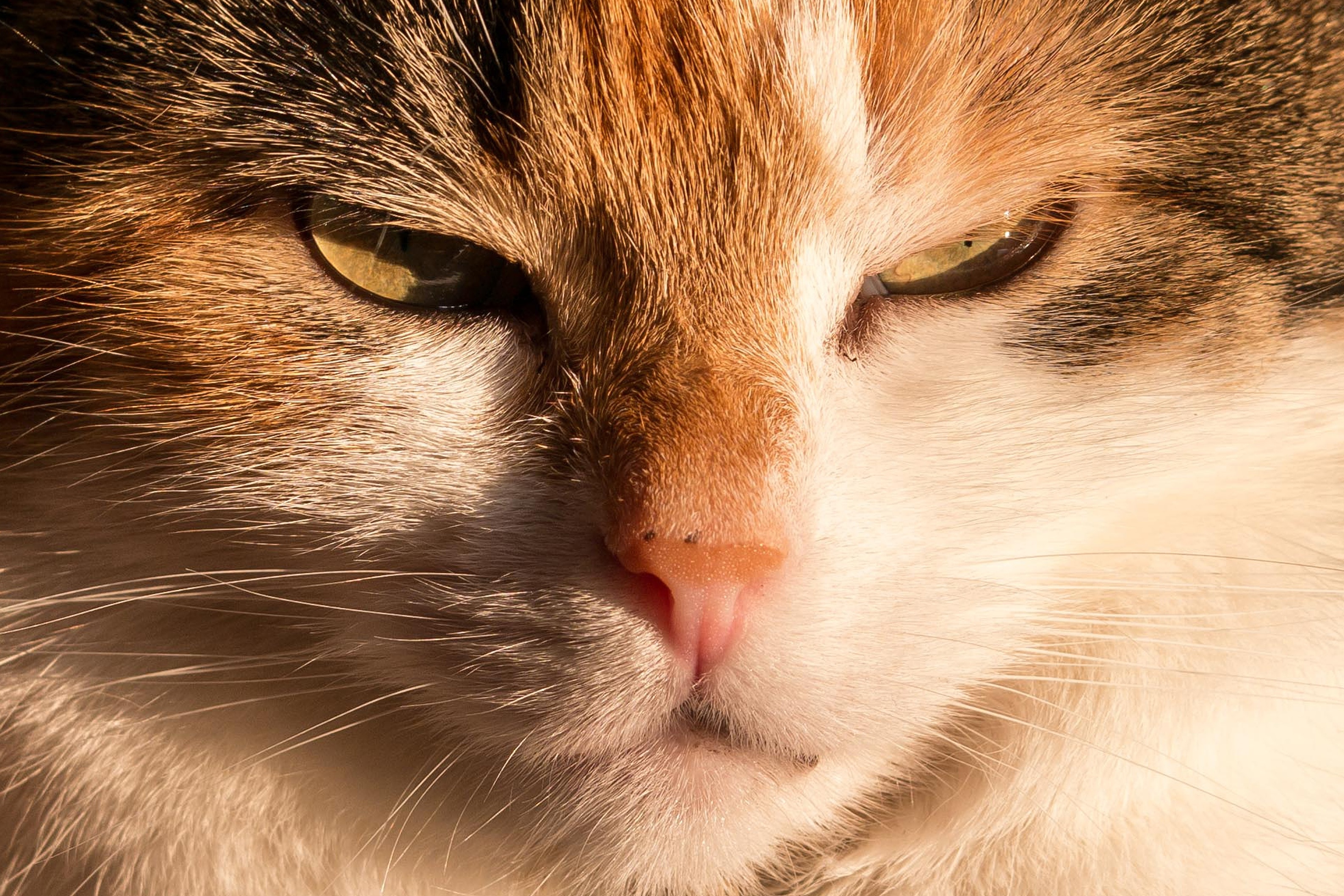closeup view photo of orange tabby cat