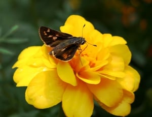 Small Brown, Insect, Butterfly, flower, yellow thumbnail