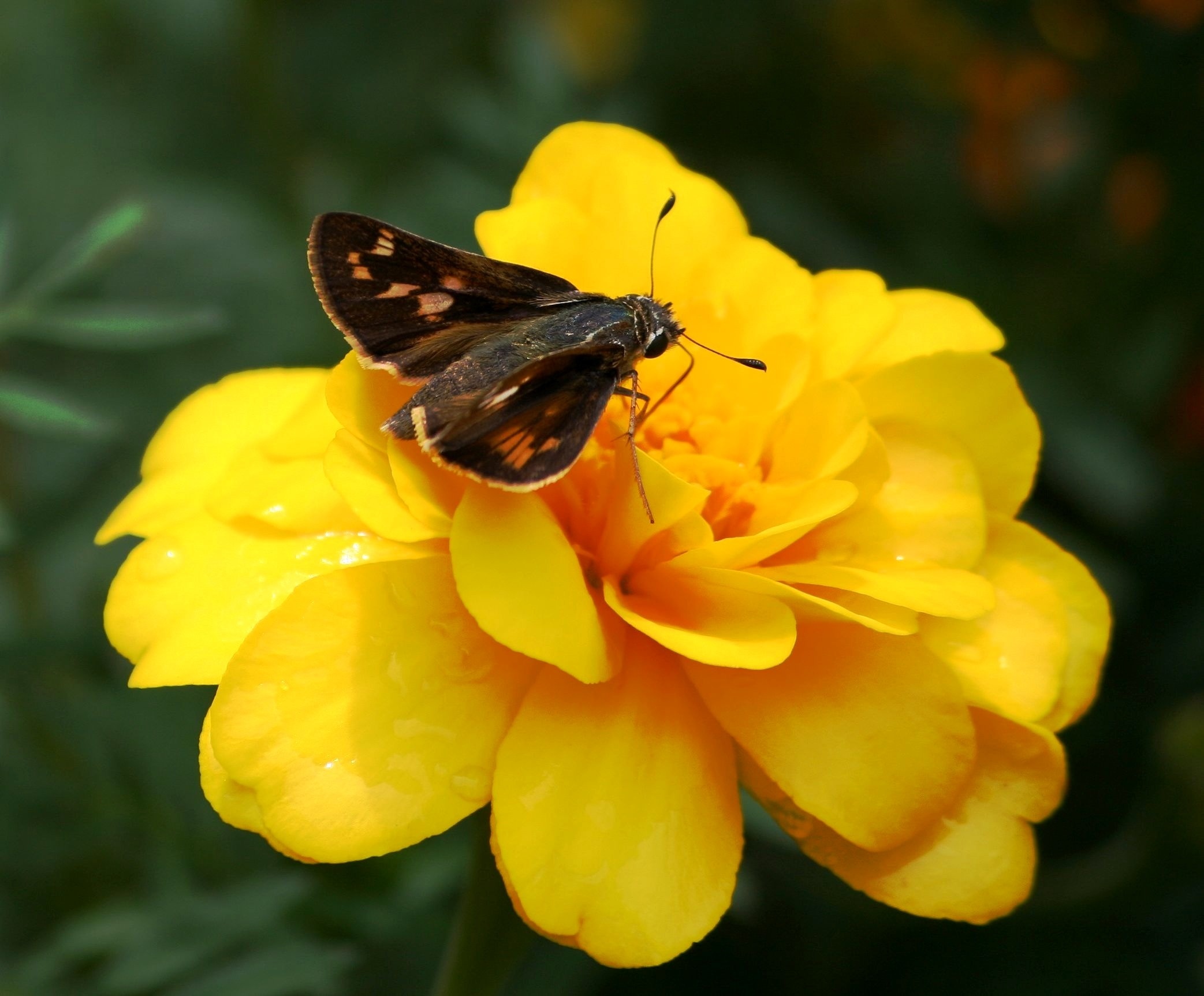 Small Brown, Insect, Butterfly, flower, yellow