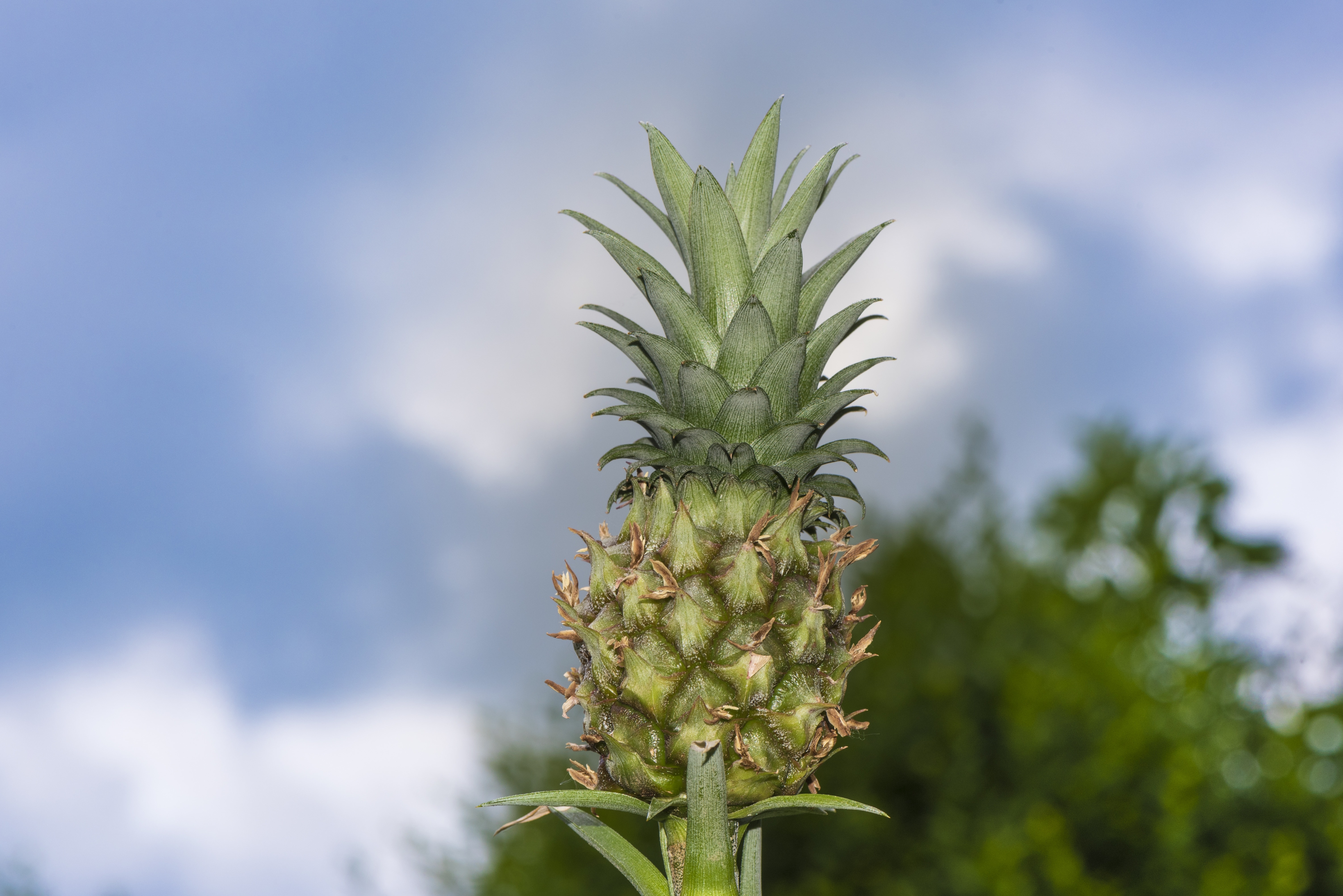 focus photography of Pineapple fruit