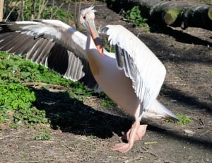 pelican bird thumbnail
