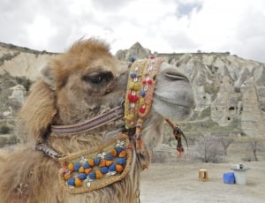 brown camel with crossbody bag thumbnail