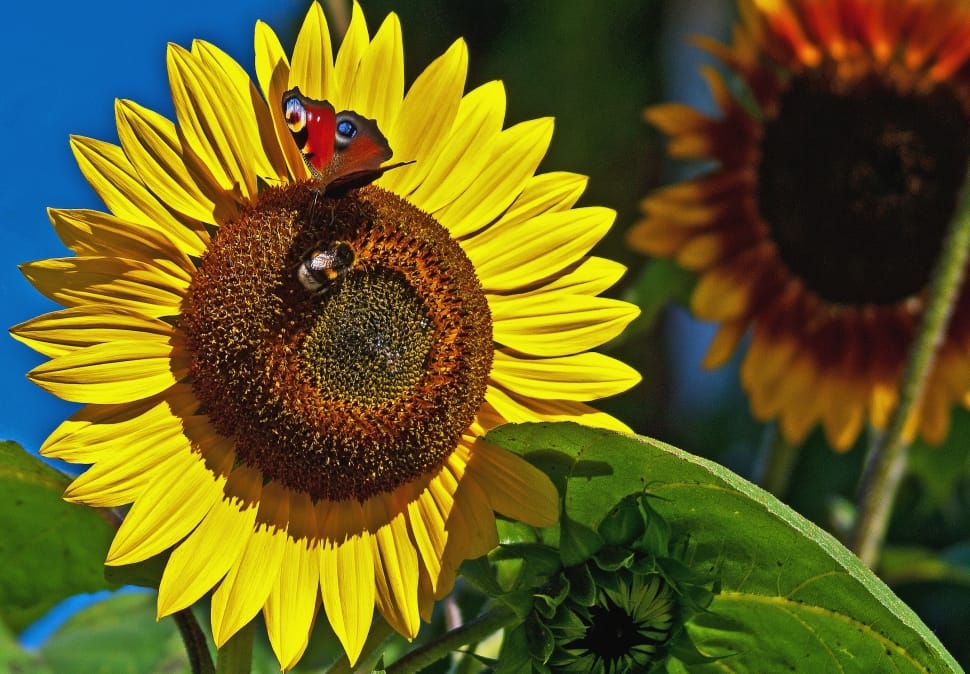 sunflower preview