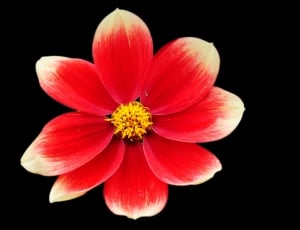 white and red petal flower thumbnail