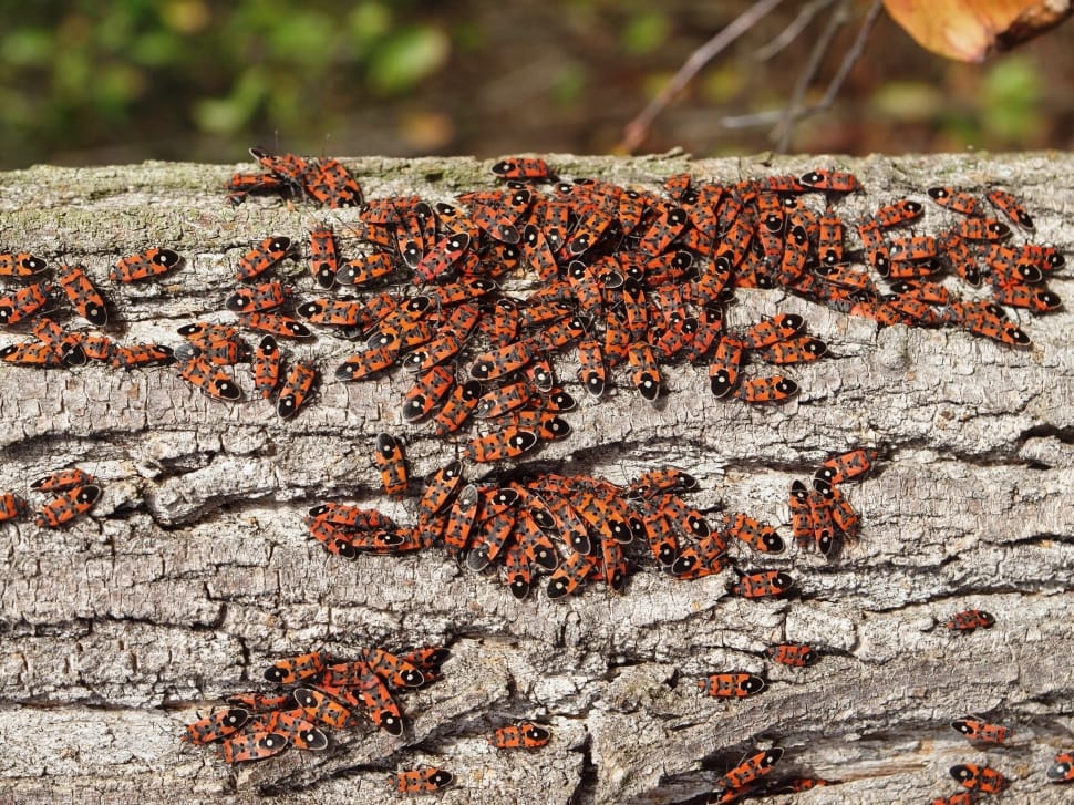 swarm of boxelder bug preview