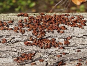 swarm of boxelder bug thumbnail