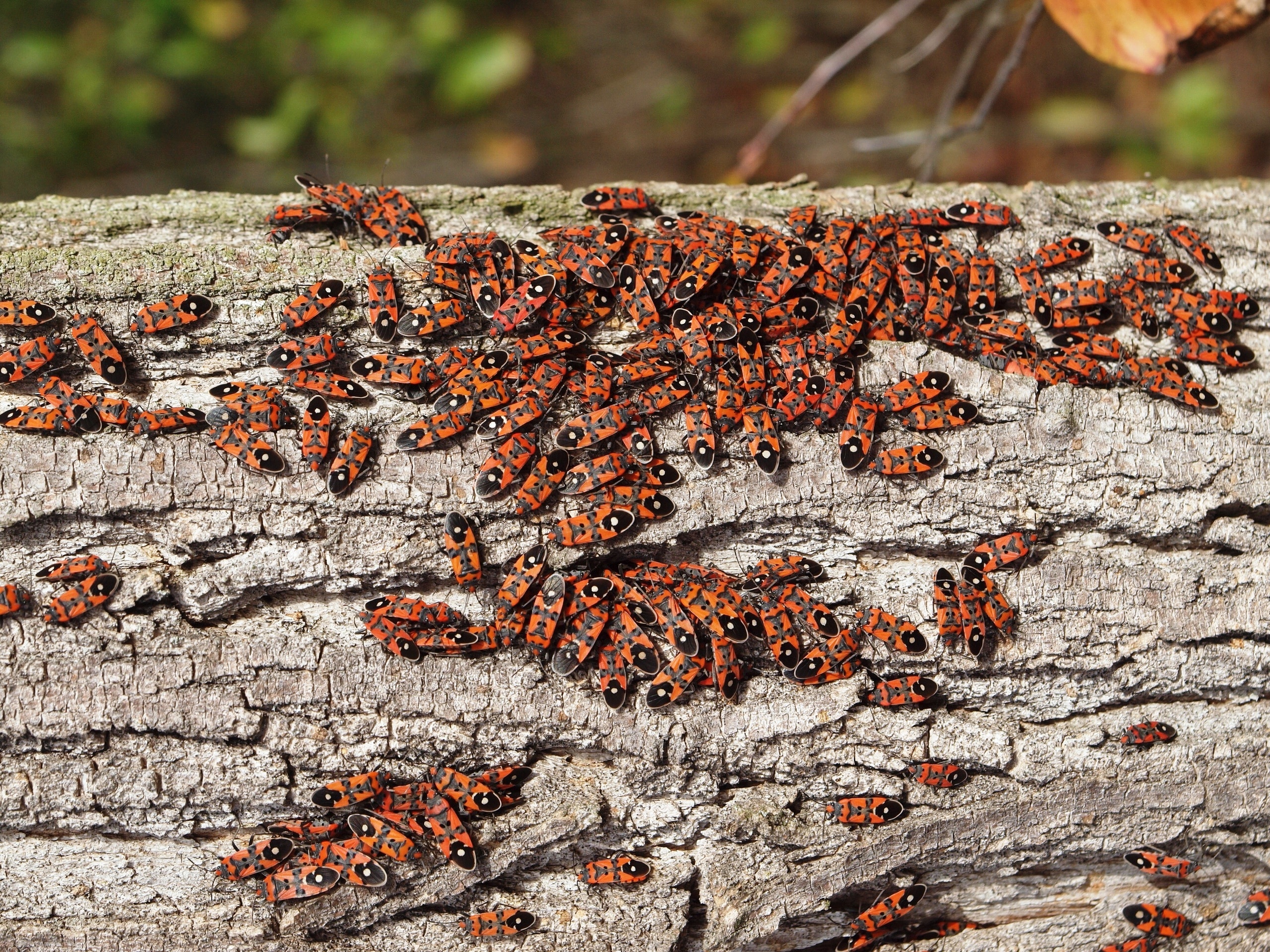 swarm of boxelder bug