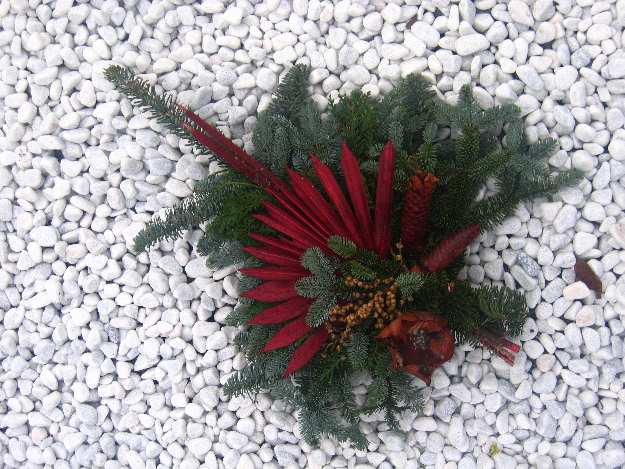 green and red leaves plant