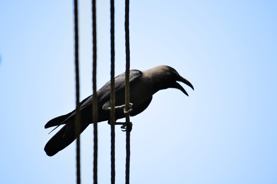 Scavenger, Crow, Electric Wire, one animal, clear sky preview
