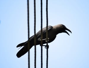 Scavenger, Crow, Electric Wire, one animal, clear sky thumbnail