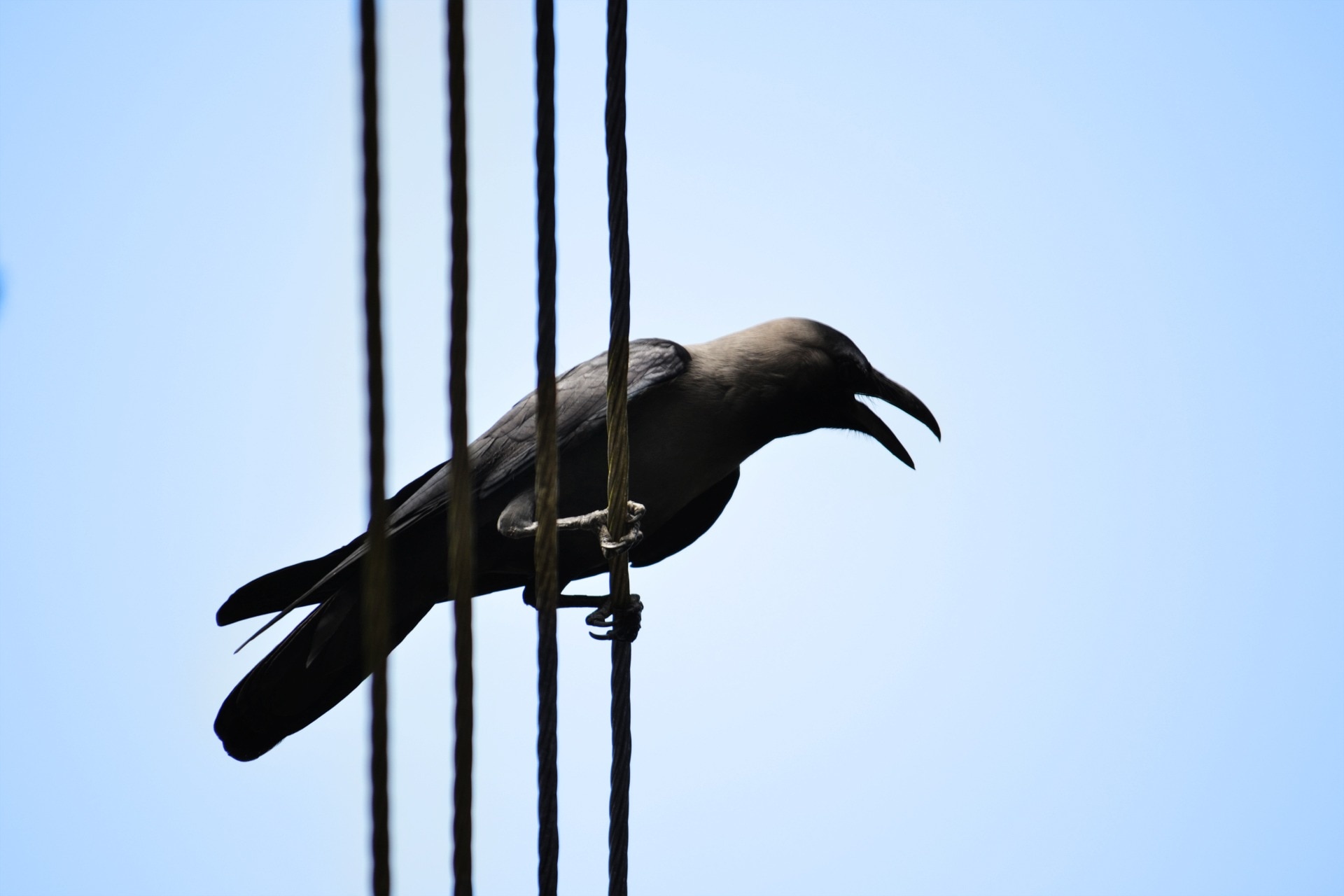 Scavenger, Crow, Electric Wire, one animal, clear sky