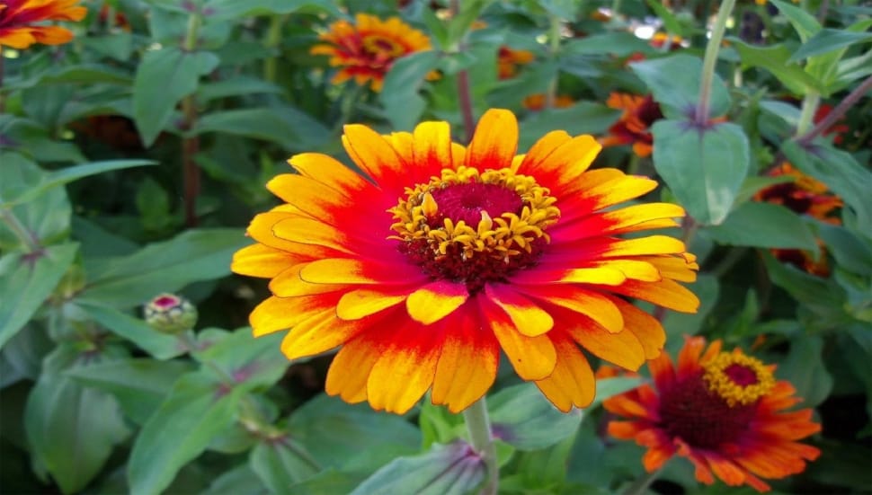 yellow and red transvaal daisy preview