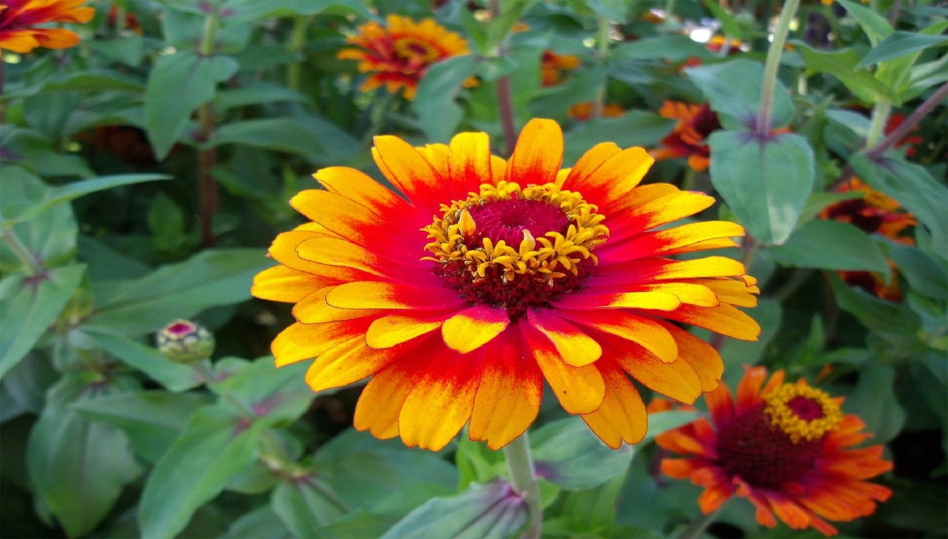 yellow and red transvaal daisy