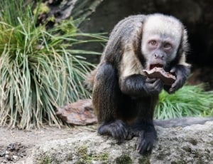 black primate sitting on gray rock thumbnail