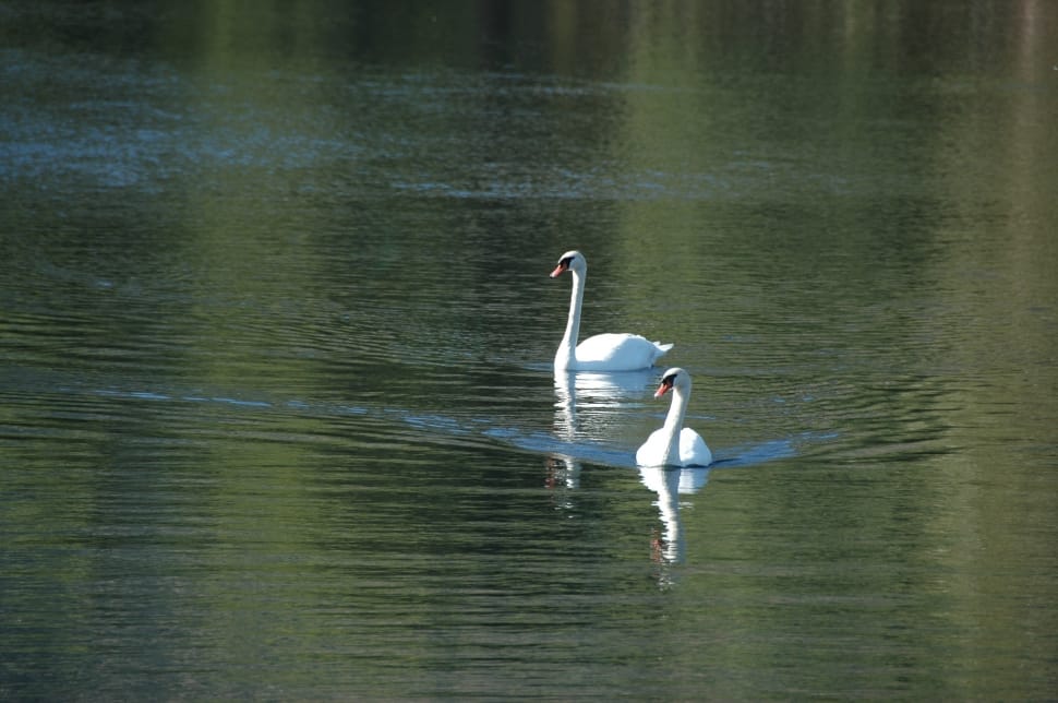 two white swans on lake preview