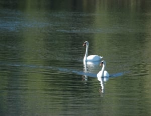 two white swans on lake thumbnail