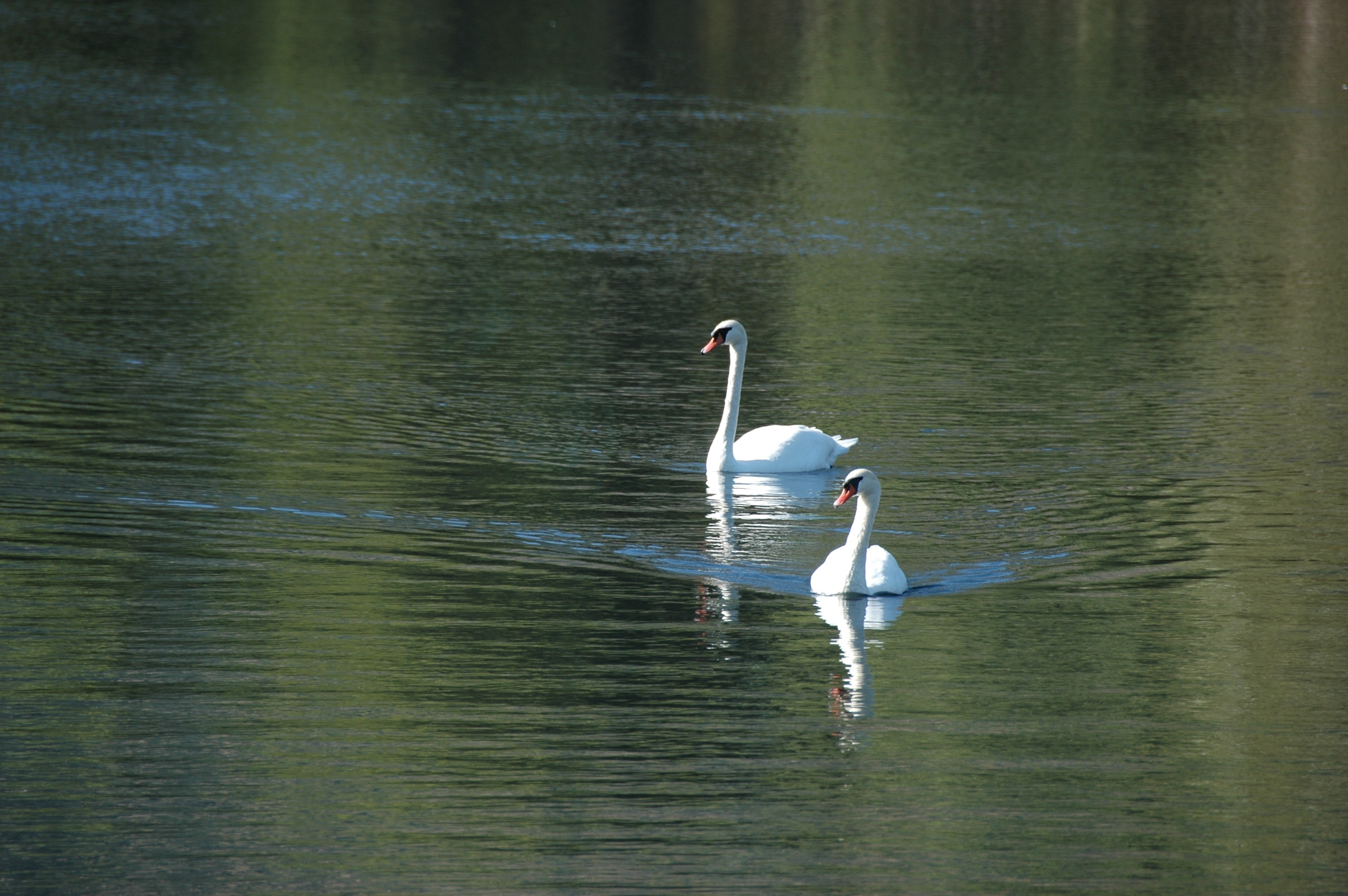 two white swans on lake