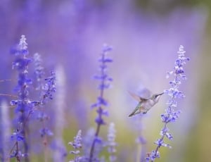 white and green hummingbird and purple flowers thumbnail