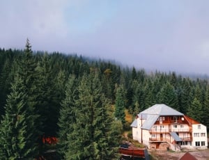 pine trees and house thumbnail